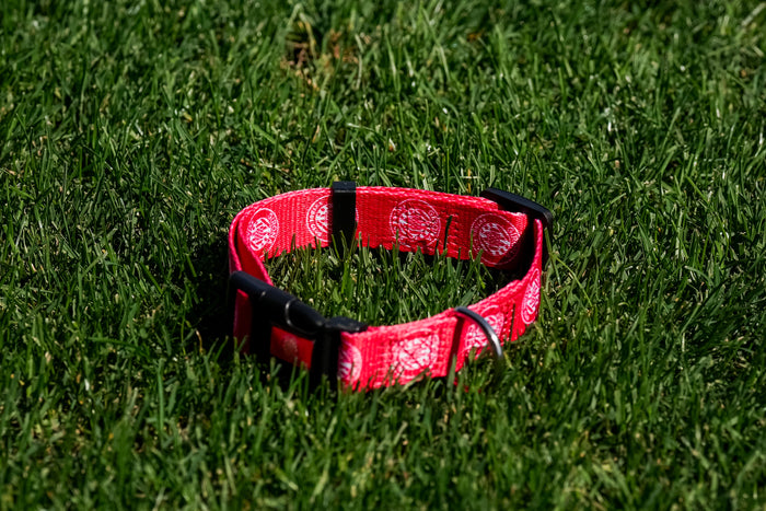 Dog collar